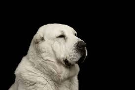 Potrait Of Central Asian Shepherd Dog Or Alabai On Black Background Aziatisch