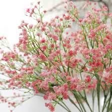 Mau tahu cara menanam bunga baby breath? Benih Baby Breath Pink Shopee Indonesia