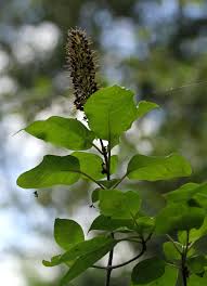 Image result for Hymenodictyon