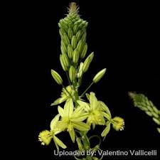 Image result for Anthericaceae