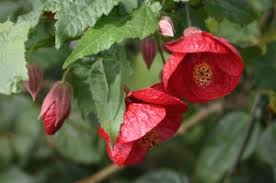 The flowers can be pink, red or even purple. Flowering Maple Abutilon Spp Wisconsin Horticulture