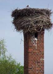 We did not find results for: How To Safely Remove A Birds Nest From Your Chimney Brickworks Property Restoration