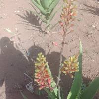 Image result for Aloe welwitschii