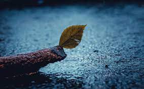 Sad wallpapers, backgrounds, images 3840x2160— best sad desktop wallpaper sort wallpapers by: Download Wallpaper 3840x2400 Sad Leaf Rain Wallpaper Background 4k Ultra Hd 16 10
