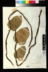 Image result for Aristolochia promissa