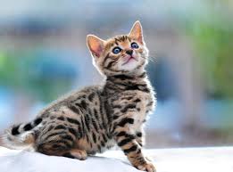 Do bengal cats shed hair? Hypoallergenic Bengal Cats Lap Leopard Bengals