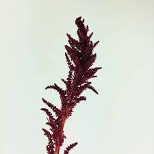 Image result for Amaranthus