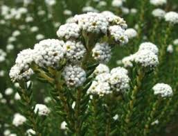 Image result for Phylica