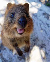 Quokka Cute Animals Animals Quokka