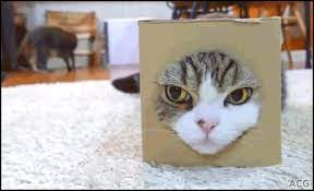 Acg Artistic Cat Gif Cinemagraph Funny Maru With Head Stuck In Tiny Box Only Moves Left Eye Cat Gif Cats Elf Cat