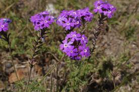 Image result for Verbena aristigera