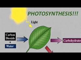 In this way, what are the inputs and outputs in photosynthesis? Photosynthesis Lessons Blendspace