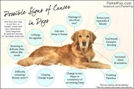 What are the signs of prostate cancer in dogs? 11 Possible Signs Of Cancer In Your Dog
