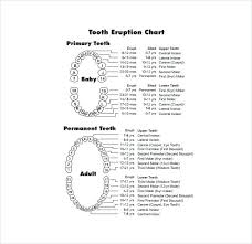 Teeth Diagram Chart Wiring Diagrams