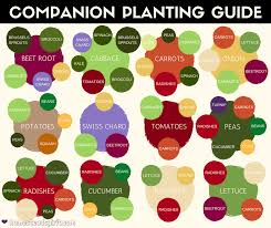 26 February 2017 3 25pm Companion Planting Chart Myrtle