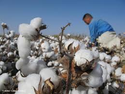 Cotton is used by nearly everyone across the world on a daily basis. Learn To Lead Not Follow How Adidas Delivered The Better Cotton Initiative