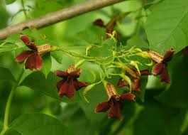 Image result for Markhamia zanzibarica