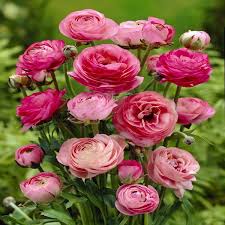 When you can plant buttercups of different colors in one pot and you get a beautiful and elegant bouquet; Buy Ranunculus Asiaticus Pink Best Value For Money Gardens4you