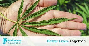 In the majority of jurisdictions, medical marijuana cards remain active for a specific period, such as one year. Medical Marijuana Parkinson S Foundation