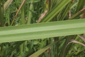 Image result for Scleria poiformis