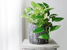 How to water propagate ivy plant in pot ::indoor plant let's see how to cut and root ivy stems. How To Grow Devils Ivy