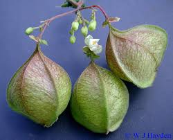 Image result for Cardiospermum