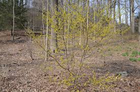 Image result for Linderniella gracilis