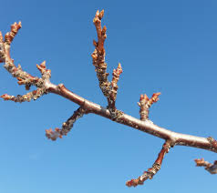 Typically, this occurs for two reasons: Bulletin 2034 Plum Production In Maine Cooperative Extension Publications University Of Maine Cooperative Extension
