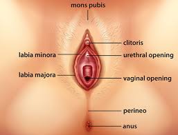 The internal surfaces of the alveoli and terminal bronchioles are covered with homogeneous. How To Find And Stimulate The Clitoris