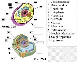 Delve inside the cell wall—you can learn the difference. Cell Study Guide Diagram Quizlet
