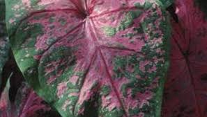 Fertilize six weeks after the caladium plants begin to grow for the season. How To Propagate Caladiums Caladium Plants Caladium Caladium Plant