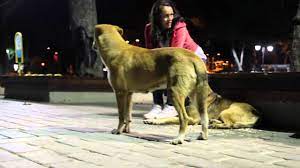 Wonderful Behaviour Of Street Dogs During Islamic Call Thumbs Up Africa Shorts 1 Youtube