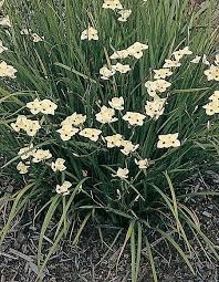 Yellow African Iris Dietes Bicolor Peacock Flower Plant Nursery African Iris Dietes Dietes Bicolor