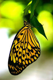 Black And Yellow Striped Caterpillar Butterfly Pause Beautiful Butterflies Butterfly Flowers Yellow Butterfly