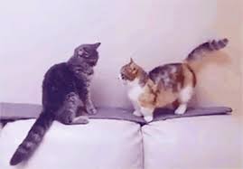 pin on cats