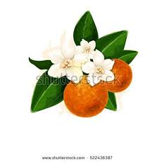 Black And White Orange Blossom Clip Art Vector Fleur D Orange Illustration Digital Watercolor Simulation Illustration Detailed Colored Blossom Picture Is Orange Blossom Blossoms Art Blossom Tattoo