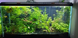 My Husband S 90 Gallon Betta Sorority Tank Aquariums