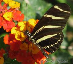 Image result for Danthoniopsis chimanimaniensis