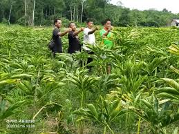 Tanaman porang tumbuh berupa semak dengan tinggi. Tanaman Porang Di Balangan Jadi Komoditi Yang Punya Prospek Cerah Bebas Baru