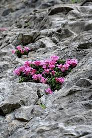 Pin By Joyce Norton On Garten Rock Plants Rock Flowers Alpine Flowers