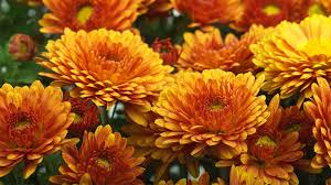 In stock on may 12, 2021. 11 Colorful Flowers For Your Fall Garden At Menards