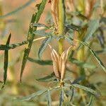 Image result for Sesamum alatum