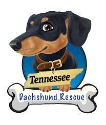 1713 valley forge drive chattanooga, tennessee, 37343. Tn Dachshund Rescue