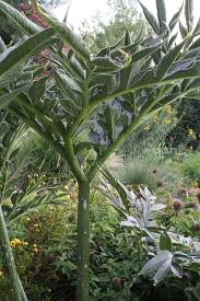Image result for Amorphophallus impressus