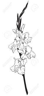 Black And White Line Art Image Of A Flower Gladiolus Royalty Free Cliparts Vectors And Stock I Gladiolus Flower Tattoos Gladiolus Tattoo August Flower Tattoo