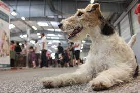Le salon du chiot de rouen est organisé par ioupsi & joke. Un Grand Salon Du Chiot Ce Week End A Saint Andre Lez Lille Lille Actu