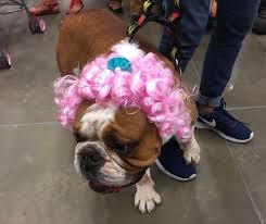 Petco México - ¡Un desfile de grandes perronalidades se presentará en la  Gran Inauguración de Petco Metepec! Ven a conocerlos este 6 y 7 de enero,  ¡no olvides traer a tu mejor