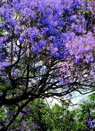 Image result for Rhigozum zambesiacum