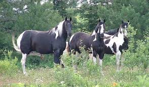 Black And White Paint Horses For Sale Near Me One Day I We Will Have 3 Or 4 Black And White Paint Horses And One Blue One Paint Horses For Sale Horses American Paint Horse