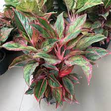 Siam Aurora Chinese Evergreen Aglaonema Kaew Moon Greenery Red Aglaonema Chinese Evergreen Arum Low Light Live Pla Plants Chinese Evergreen Rare Succulents